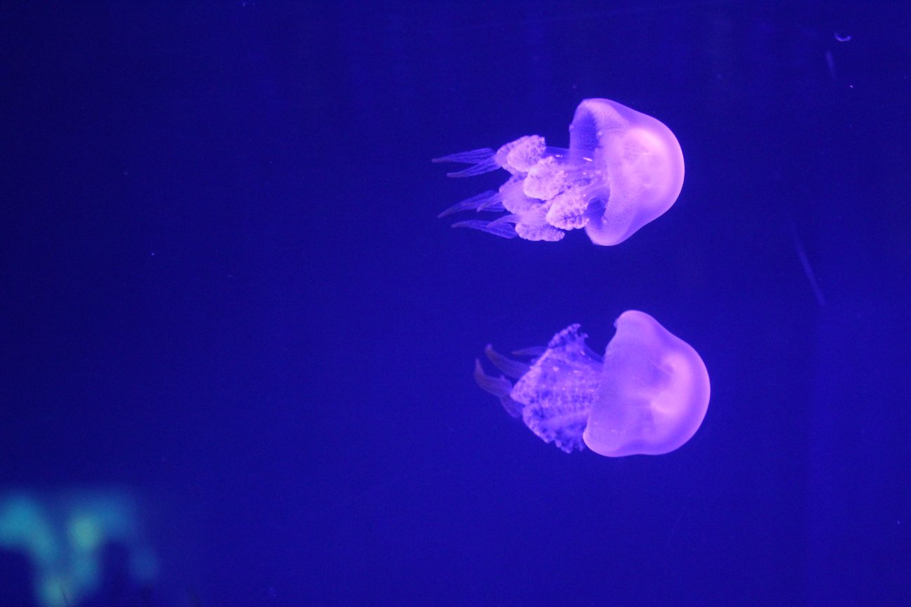 meduse