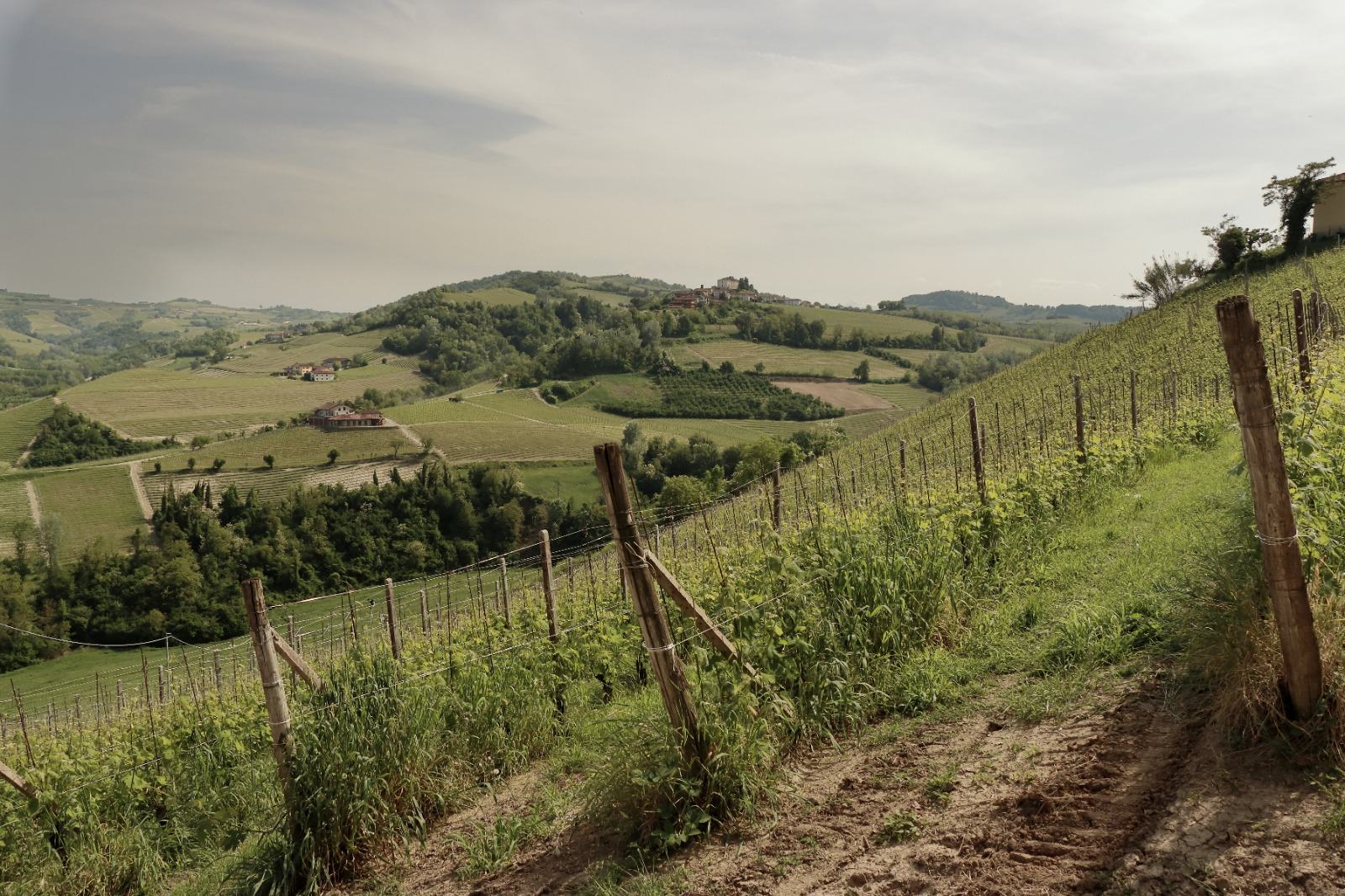 vigna