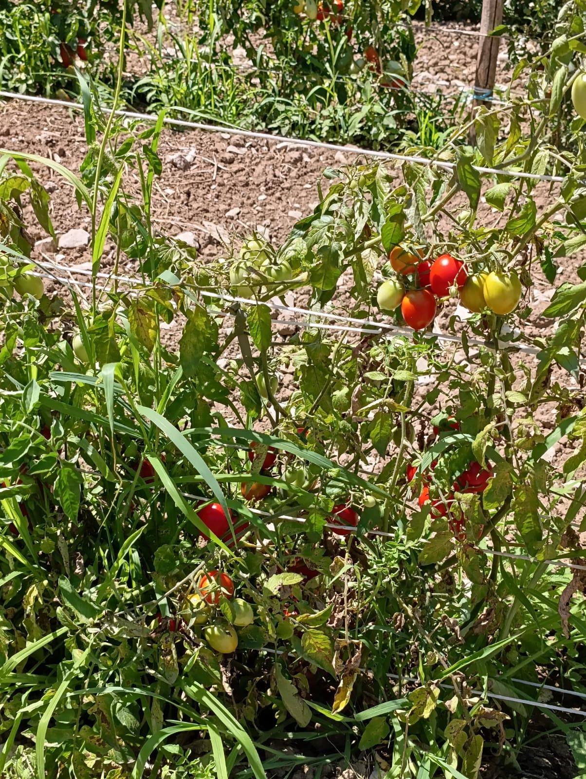 pomodori