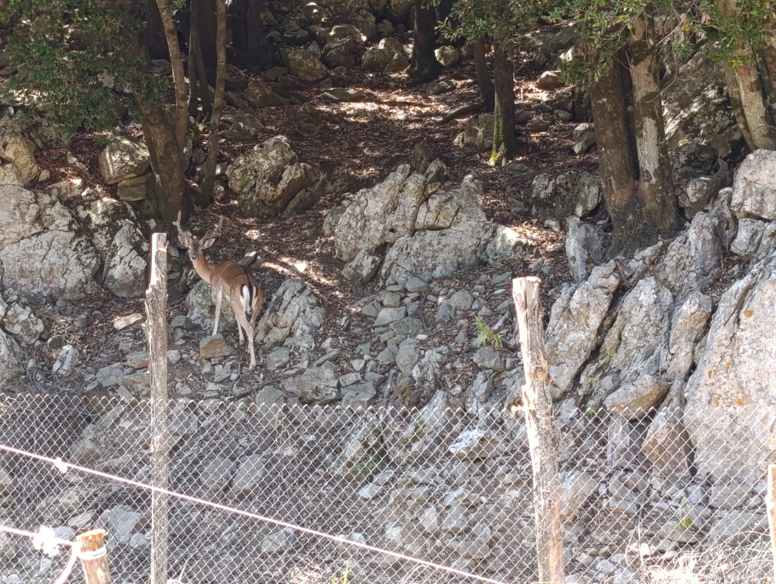 Daino 2
