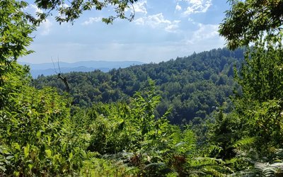 Il Parco Nazionale delle Foreste Casentinesi: Patrimonio UNESCO nell'Appennino Tosco-Emiliano